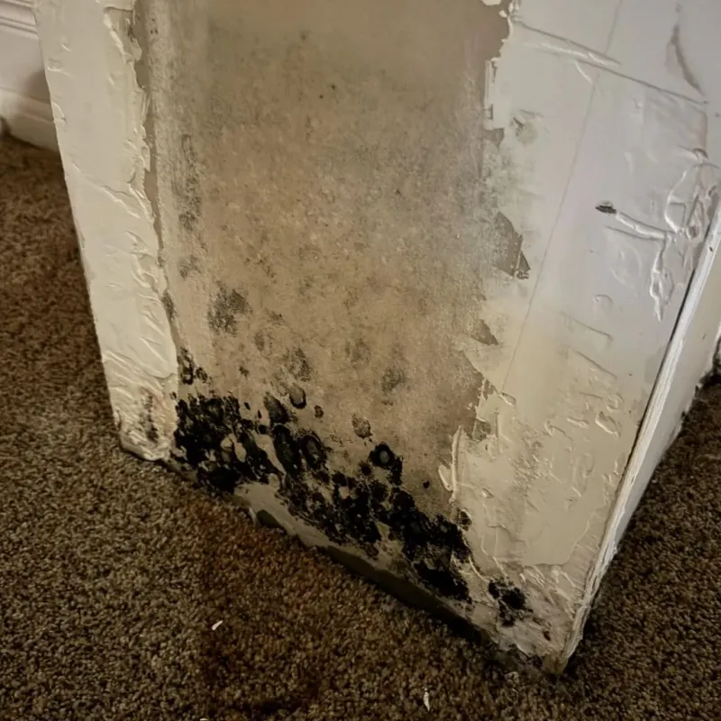 Professional Mold Removal in Tribune, KS